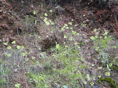 Pinguicula moranensis