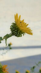 Grindelia squarrosa