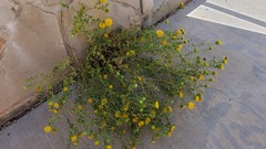 Grindelia squarrosa