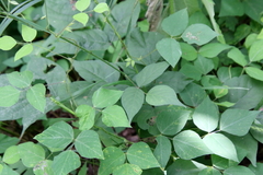 Amphicarpaea bracteata