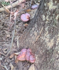 Ganoderma curtisii