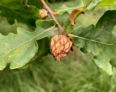 Andricus foecundatrix