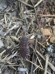 Leptoglossus oppositus