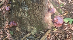 Ganoderma curtisii