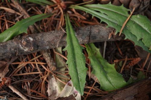 Crepis capillaris