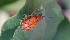 Crioceris duodecimpunctata