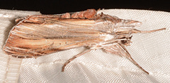 Cucullia convexipennis