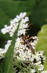 Strangalia luteicornis