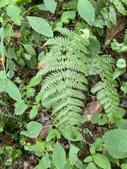 Dryopteris marginalis