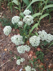 Peucedanum oreoselinum