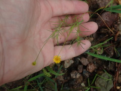 Thymophylla pentachaeta