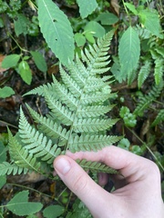 Dryopteris marginalis