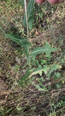 Lactuca serriola