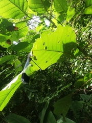 Megaloprepus diaboli