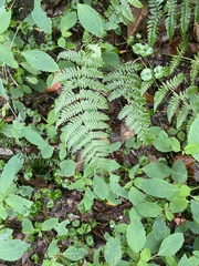 Dryopteris marginalis