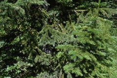 Picea engelmannii