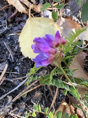 Vicia nervata