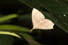 Phalaenostola metonalis