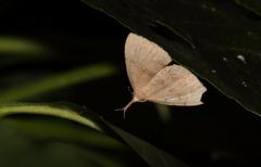 Phalaenostola metonalis