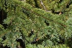 Picea engelmannii