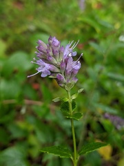 Agastache foeniculum