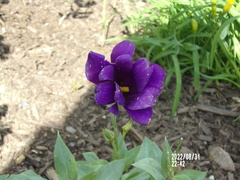 Eustoma
