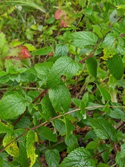 Agastache foeniculum