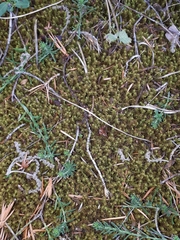 Tortella