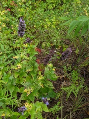 Agastache foeniculum