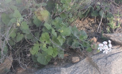 Pelargonium echinatum