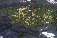 Saxifraga bryoides