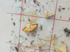 Isturgia arenacearia