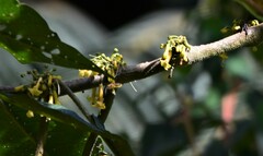 Dunalia solanacea