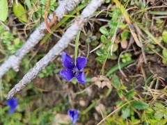 Gentianopsis ciliata ciliata