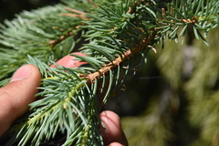 Picea engelmannii