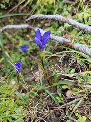 Gentianopsis ciliata ciliata
