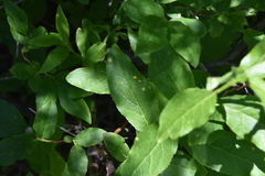 Naohidemyces vacciniorum