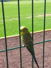 Melopsittacus undulatus