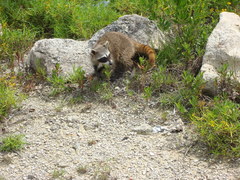 Procyon pygmaeus