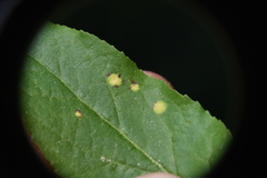 Naohidemyces vacciniorum