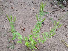 Polanisia dodecandra