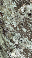Ramalina farinacea