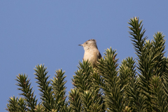 Leptasthenura setaria