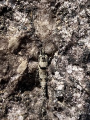 Archaeognatha