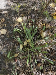 Bupleurum multinerve