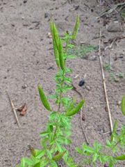 Polanisia dodecandra