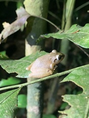 Pristimantis reichlei