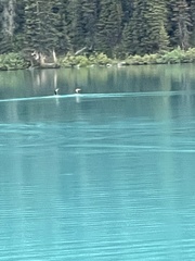 Aechmophorus clarkii