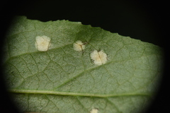 Naohidemyces vacciniorum