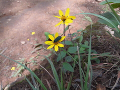 Perymenium buphthalmoides